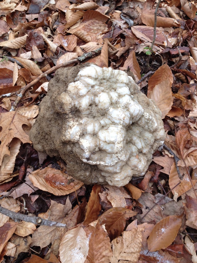 Geode Hunting in Indiana American Geode
