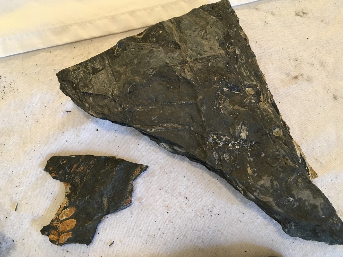 Fern Fossils Discovery in Centralia, Pennsylvania American Geode