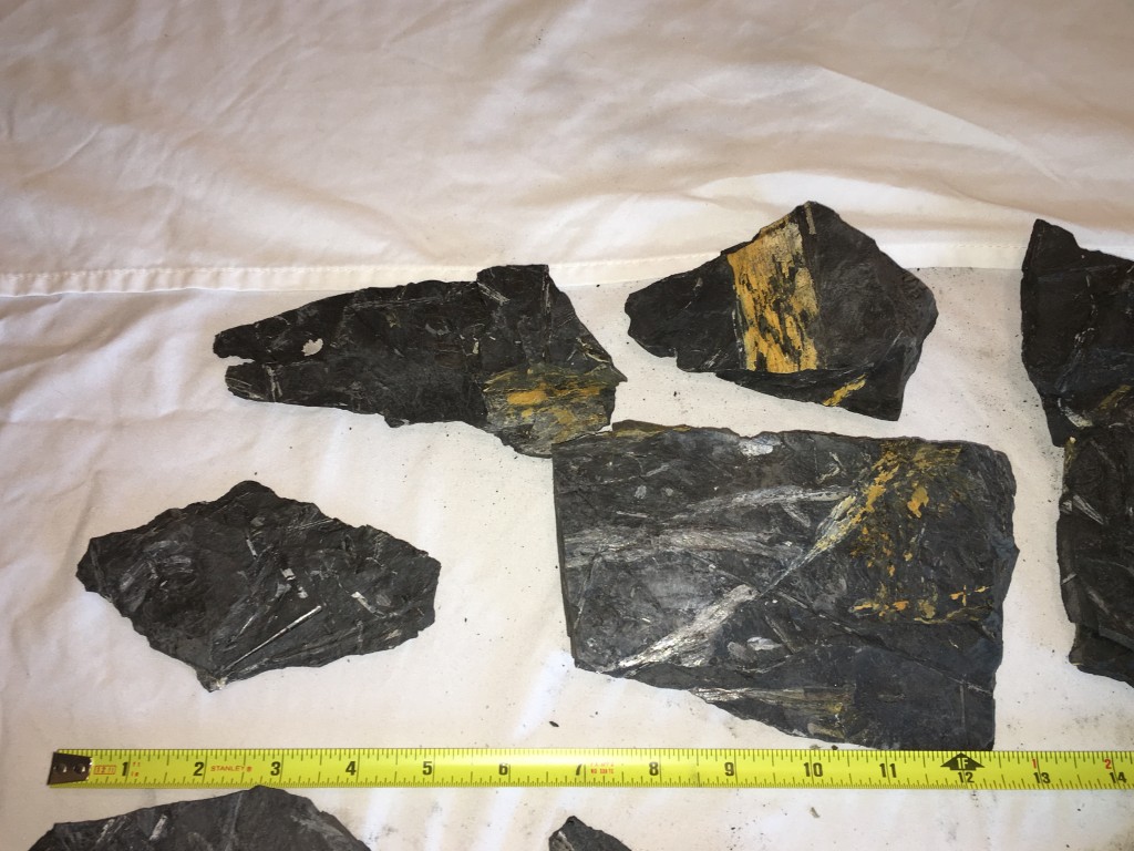 Fern Fossils Discovery in Centralia, Pennsylvania American Geode