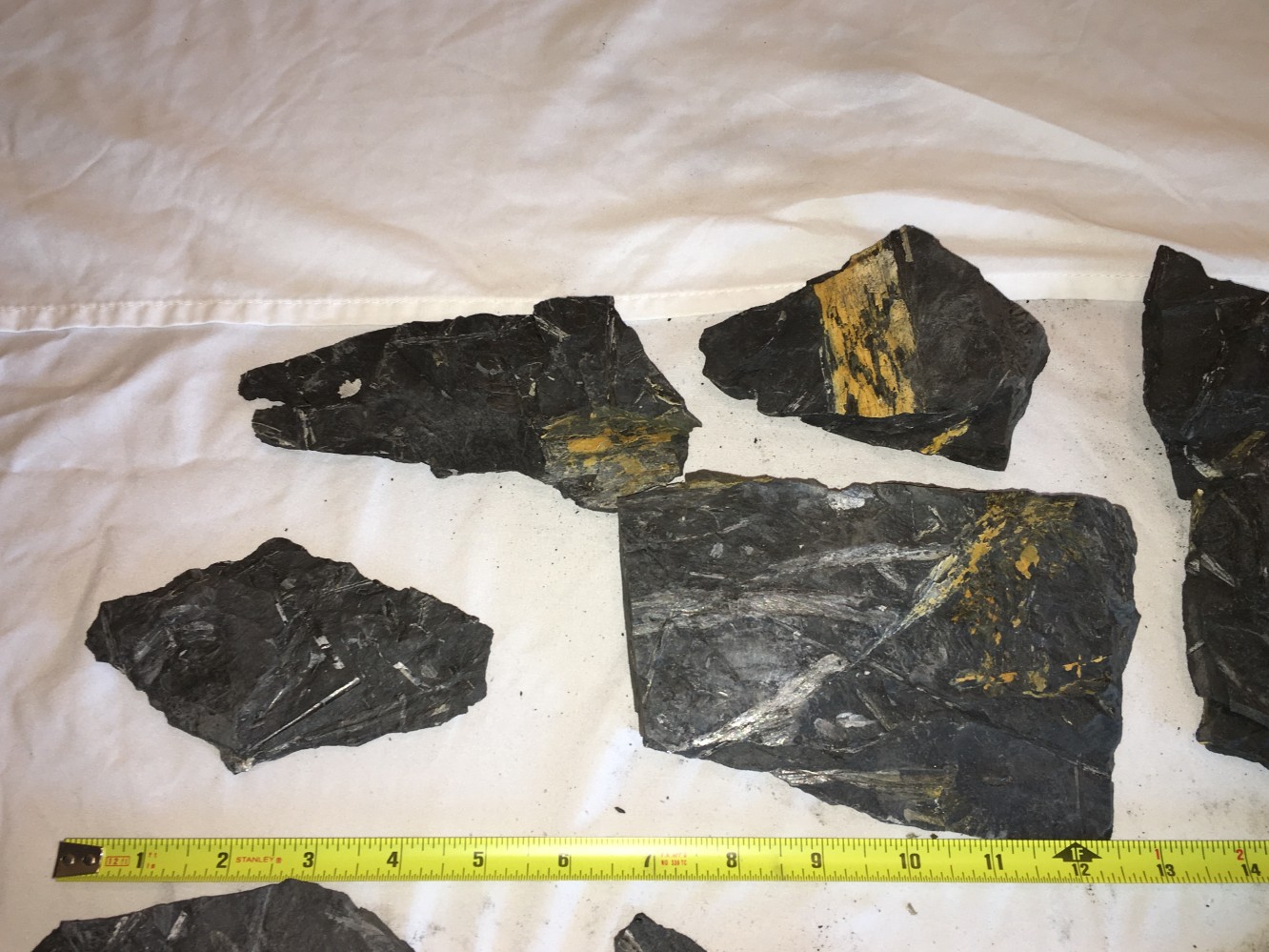 Fern Fossils Discovery in Centralia, Pennsylvania American Geode