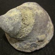 Fossil Coral from Utah