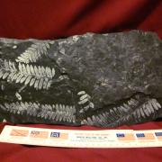St Clair Fern Fossil 2