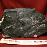 St Clair Fern Fossil 1
