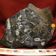 St Clair Fern Fossil 1