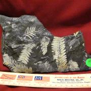 St Clair Fern Fossil 7