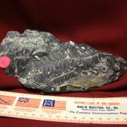 St Clair Fern Fossil 3